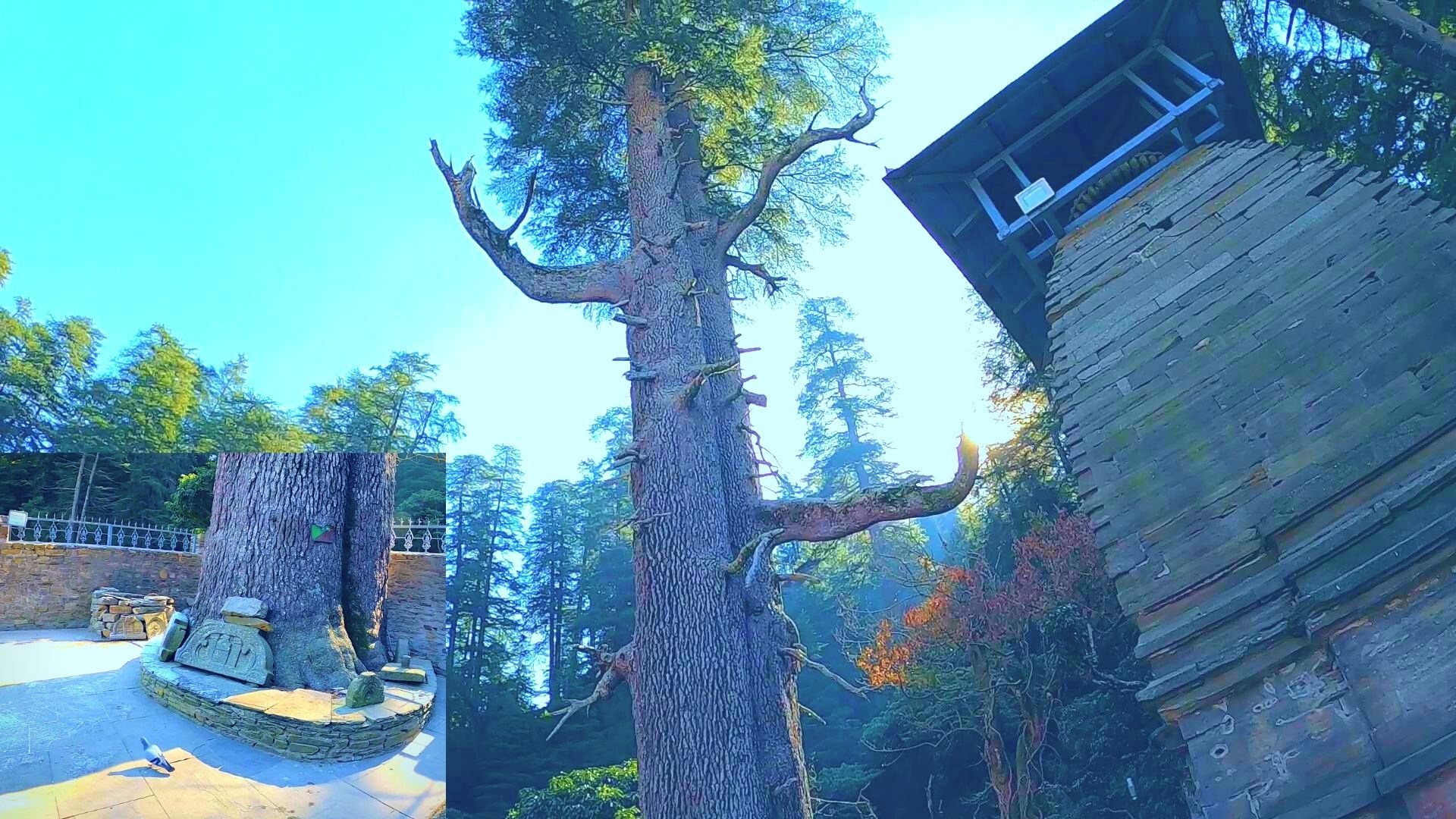 Ardhnareshwar Tree in Jageshwar Ardhnareshwar Tree in Jageshwar