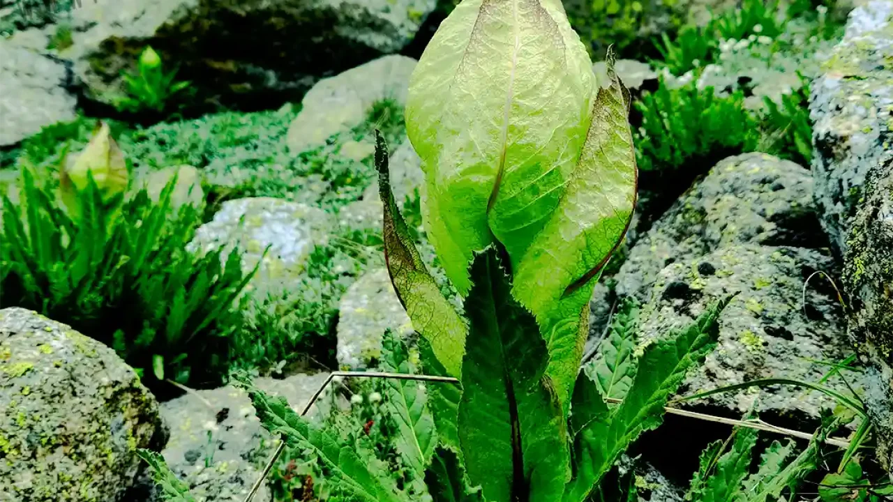 Brahma Kamal at Kinnar Kailash Trek Brahma Kamal at Kinnar Kailash Trek